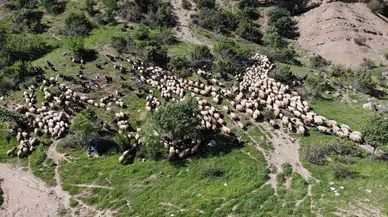 5 Bin İnsan, 400 Bin Küçükbaş Hayvanın Kuvvetli Yolcuğu Başladı