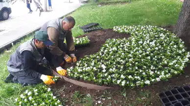 Çorum, Gül Bahçesine Dönüyor