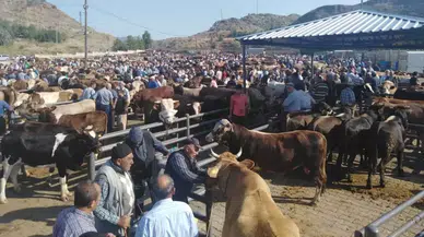 İskilip’te Hayvan Pazarı Her Gün Açık Kalacak