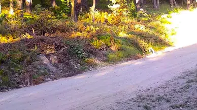 Kargı Ormanlarında Bir Hayalet Geziyor!
