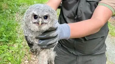 Ormanda Bulunan Yavru Baykuş Koruma Altında
