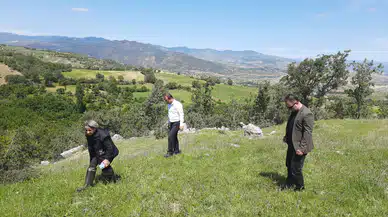 Yeşil Çekirgeyle Mücadele Sürüyor