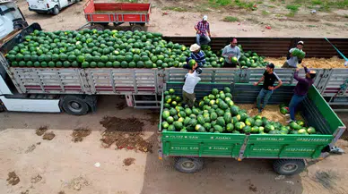 Adana’da Turfanda Karpuz Hasadı Başladı