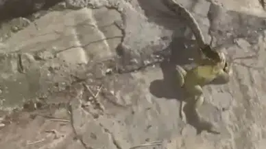 Ağzındaki Kurbağadan Olup Gözleme İkram Edilen Yılan, Avının Üzerine Soğuk Su İçti
