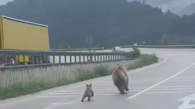 Anne Ayının Yavrusunu Bulma Uğraşı Kamerada
