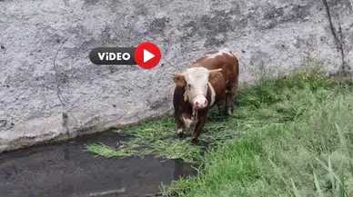 Ahırdan Kaçtı, Ortalığı Birbirine Kattı