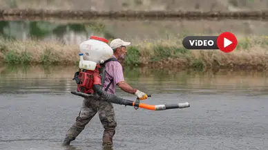 Bereketli Topraklarda Çeltik Mesaisi Başladı