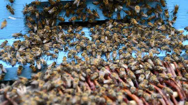 Beytüşşebap’ta Arılar Kış Uykusundan Uyandı, Üretici Randımandan Umutlu