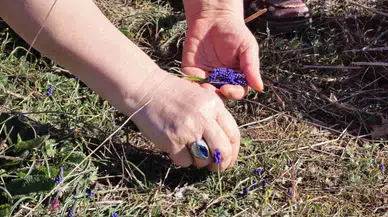 Bitki Uzmanı Arap Sümbülünden Yaralara Yeterli Gelen Merhem Yapıyor