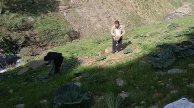 Bitlis’te Güçlü Yayla Muzu Mesaisi Başladı