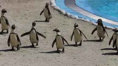 Bursa Hayvanat Bahçesi’nde Penguen Ailesine 2 Yeni Üye