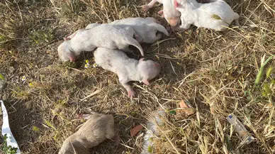 Çöp Konteynerine Atılan Çuvaldan 6 Köpek Yavrusu Çıktı