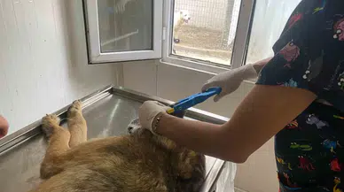 Hopa Belediyesi’nden Sokak Hayvanlarına Kısırlaştırma, Küpelenme ve Mikroçip