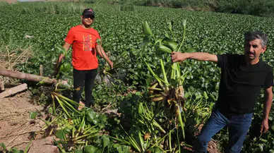 İstilacı Su Sümbülleri, Asi Nehri’ni Adeta Görülmez Hale Getirdi