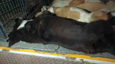 İzmir’de 10 Köpek Zehirlenerek Öldürüldü