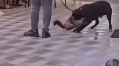 İzmir’de Yasaklı Irk Köpek Kediyi Nefessiz Bıraktı, Sahibi Gözaltına Alındı