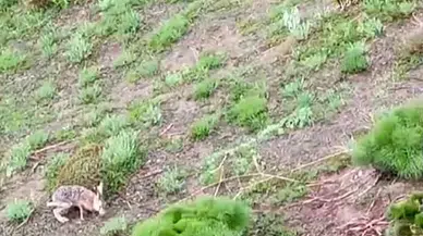 Kayda Aldığı Tavşanla Sohbeti Gülümsetti