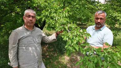 Kayısıyı ’Sis’ Vurdu, Rekoltede Yüzde 60 Düşüş Bekleniyor