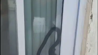 Konuta Giren Yılan Korkuttu