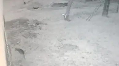 Köye İnen Kurt, İş Yeri Bahçesindeki Köstebeği Bu türlü Avladı