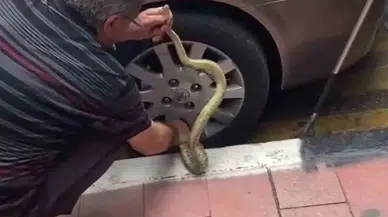 Otomobildeki Yılanı Korkusuzca Çıkardı, Görenler Hayret Etti