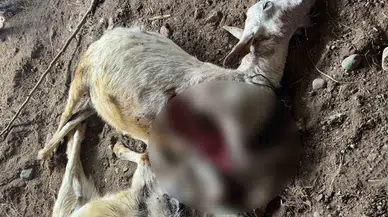 Sokak Köpekleri İlçe Sakinlerinin Hayvanlarını Telef Etti