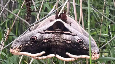 Tavşanlı’da Dev Kelebekler Görüldü