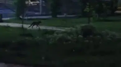 Tilkiler Kent Merkezini Mesken Tuttu