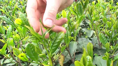 Tomurcuk Çayın Alım Fiyatı 4 Bin TL Oldu