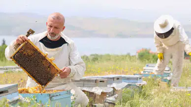 Toz Taşınımı Polen ve Nektara Ulaşımı Zorlaştırdı, Arılar Gerilime Girdi