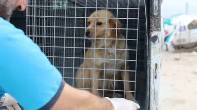 Vefatla Sonuçlanabilen Kuduzla İlgili Veterinerden Aşı Uyarısı