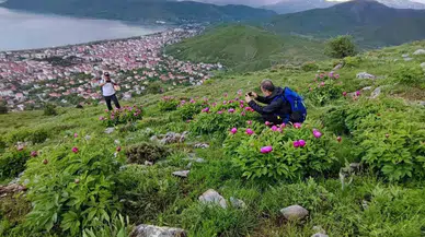 Yalnızca 20 Günlük Ömrü Olan Şakayıklar Çiçek Açtı