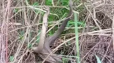Yılanların Dansı Görüntülendi