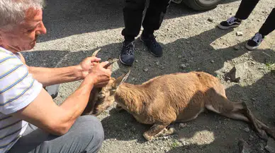 Yol Kenarında Buldukları Yaralı Dağ Keçisinin Başından Bir An Olsun Ayrılmadı