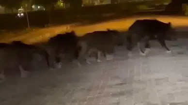 Zonguldak’ta Aç Kalan Domuz Sürüsü İlçe Merkezine İndi