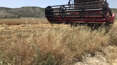 Arpa Hasadı Mesaisi Başladı