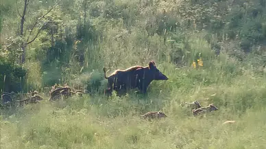 Çorum’da Domuz Sürüsü Böyle Görüntülendi!