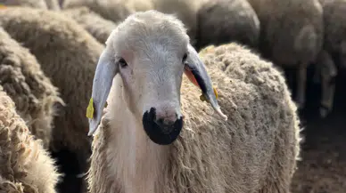 Çorum’daki İhtiyaç Sahiplerine Gidecek, Kurban Bağış Kampanyası Devam Ediyor