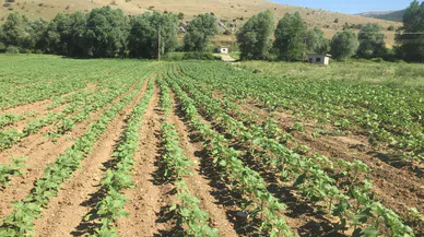 İhtiyaç Sahipleri İçin Ekildi