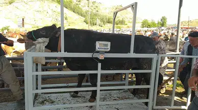İskilip Hayvan Pazarına Modern Tartı Sistemi Kuruldu