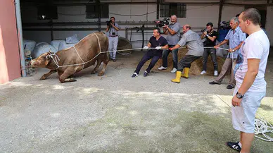 Kurban Keserken Dikkat, Ceza Yemeyin!