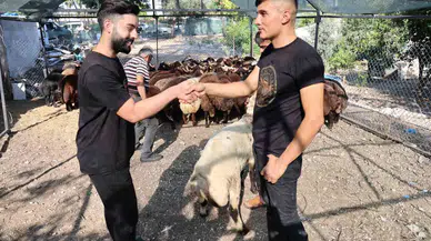 Adana’da Kurbanlıklar Satışa Çıktı