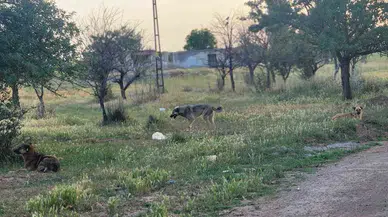 Akyurt’ta Başıboş Köpekler 4 Koyunu Telef Etti