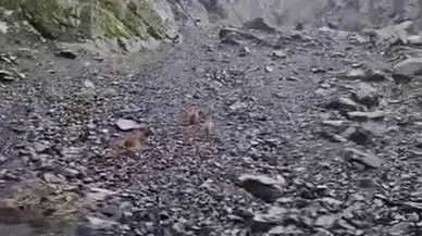 Ayı, Motosikletli Vatandaşları Bu türlü Kovaladı