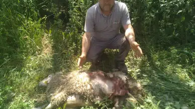 Başıboş Köpekler 9 Küçükbaş Hayvanı Parçaladı