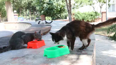 Bayraklı’da Can Dostlar İçin ‘Bir Kap Su’ Daveti