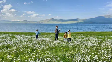 Bembeyaz Papatya Tarlası Fotoğrafçıların Gözdesi