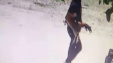 Bursa’da Horoz Hırsızı Kamerada