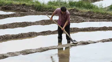 Çukurca’da Çeltik Ekimi Başladı