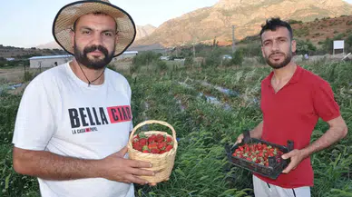 Devlet Takviyesiyle Tütüne Alternatif Olarak Ürettikleri Çilekleri Devletin Doruğuna Ulaştırmanın Memnunluğunu Yaşadılar